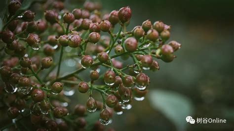 植物圖庫|中国植物图片数据库（18338种，1062719张） 